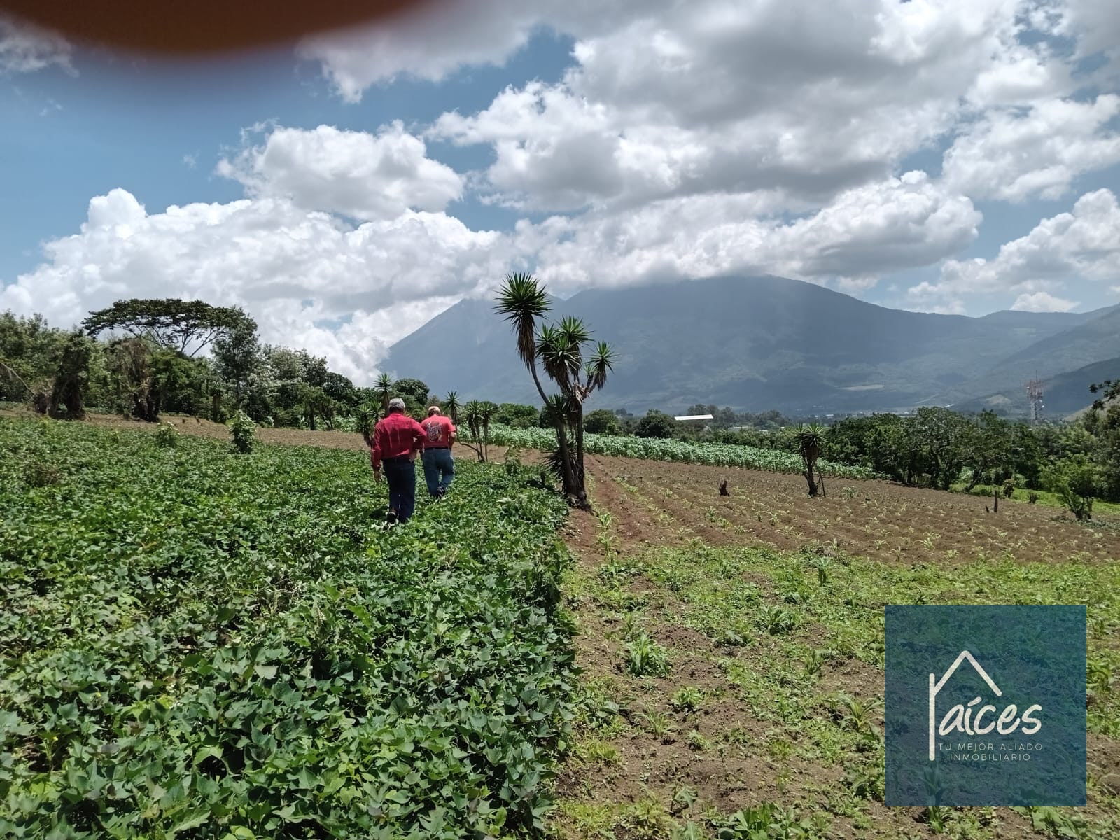 Terreno en venta Ciudad Vieja (*20) - 5