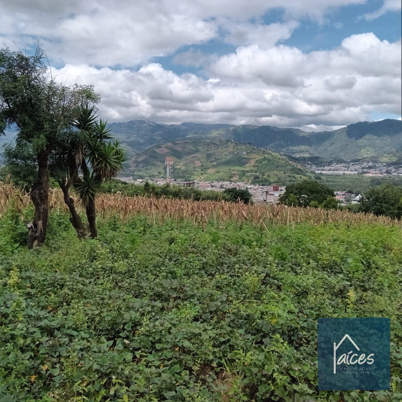 Terreno en venta Ciudad Vieja (*20) - 11