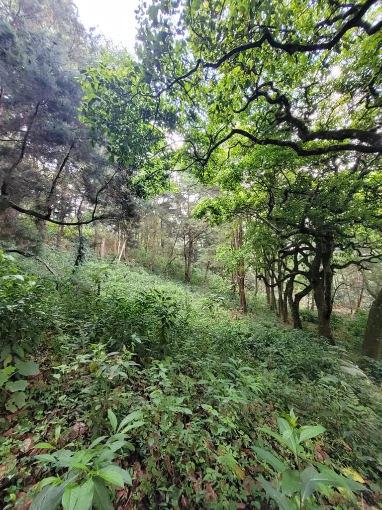 TERRENO EN VENTA, CARRETERA A SAN LUCAS - Image 4
