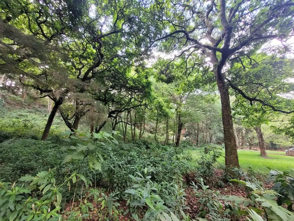TERRENO EN VENTA, CARRETERA A SAN LUCAS - Image 2