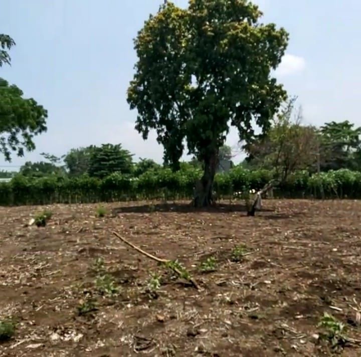 VENDO Terreno en Santo Domingo Suchitepéquez Q180,000 + Impuestos — Terreno en Venta en Mazatenango, Suchitepéquez — foto 2 de 4