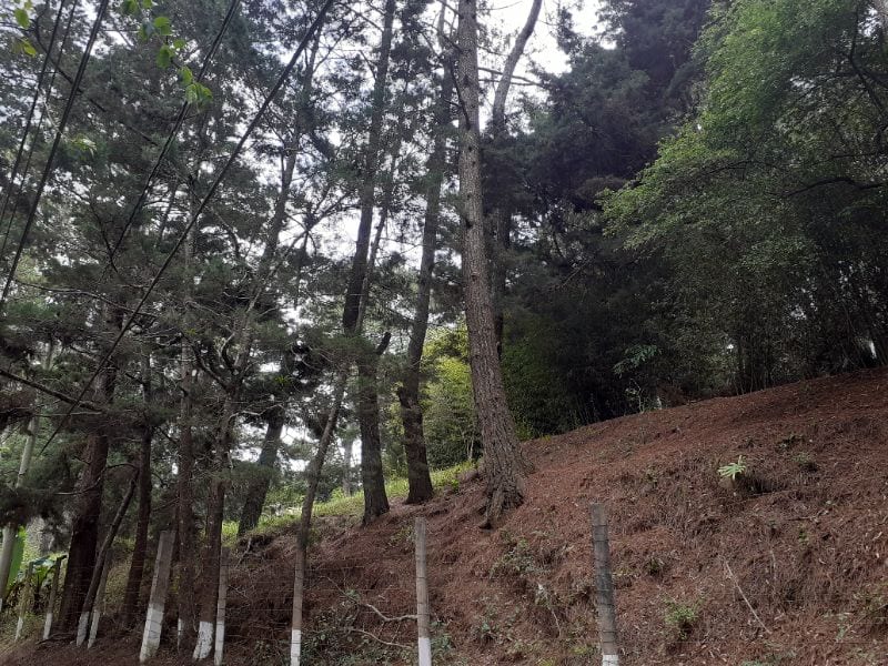 IDEAL PARA DESARROLLO TERRENO  KM 16 CARRETERA SALVADOR EN VENTA — Terreno en Venta en Carretera a El Salvador, Guatemala, Ciudad — foto 4 de 4