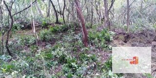 Venta Terreno El Encinal Mixco - Tronco 7  — Terreno en Venta en El Encinal, Zona 7 Mixco, Guatemala, Ciudad — miniatura 4 de 11