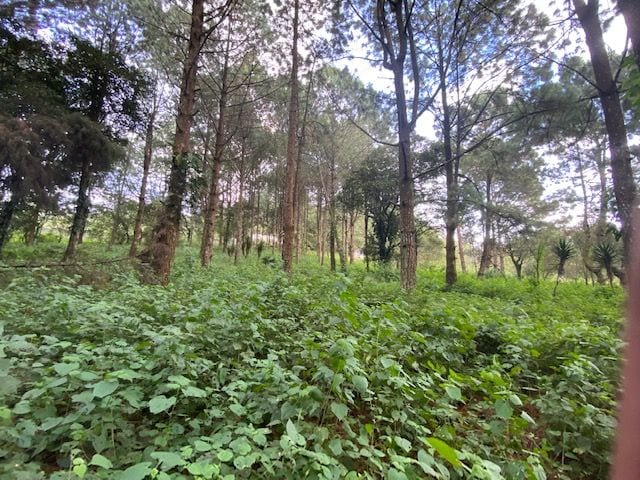 Propiedad en venta Santa Elena Barillas km 31 — Terreno en Venta en Santa Elena Barillas, Guatemala, Ciudad — foto 2 de 7