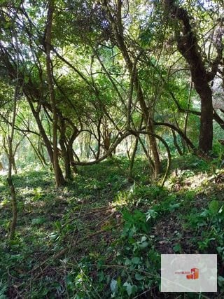 Venta de Terreno en El Encinal Tronco 8 - Mixco Guate — Terreno en Venta en Zona 7 Mixco, Guatemala, Ciudad — miniatura 1 de 11