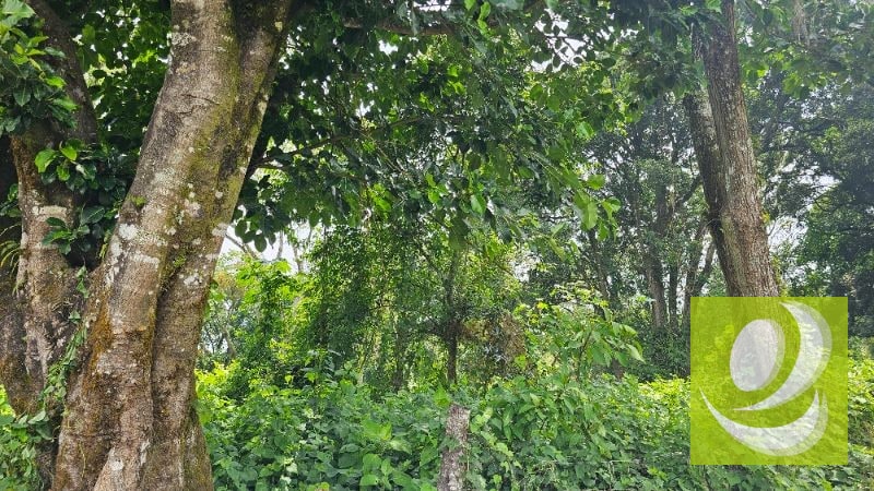 TERRENO EN VENTA CERCA DE LA RESERVA CARRETERA A SANTA ELENA BARILLAS - 3
