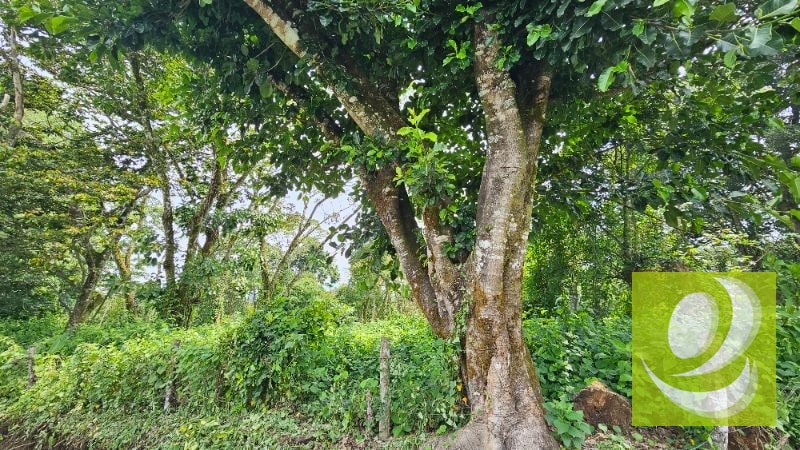 TERRENO EN VENTA CERCA DE LA RESERVA CARRETERA A SANTA ELENA BARILLAS - 4