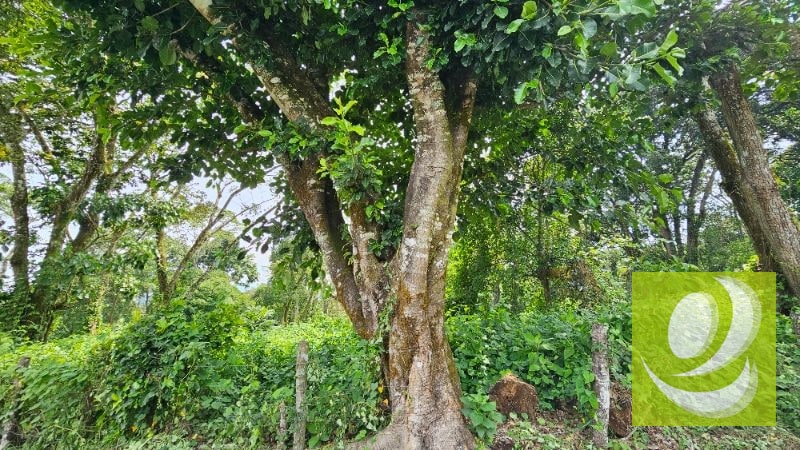 TERRENO EN VENTA CERCA DE LA RESERVA CARRETERA A SANTA ELENA BARILLAS - 6