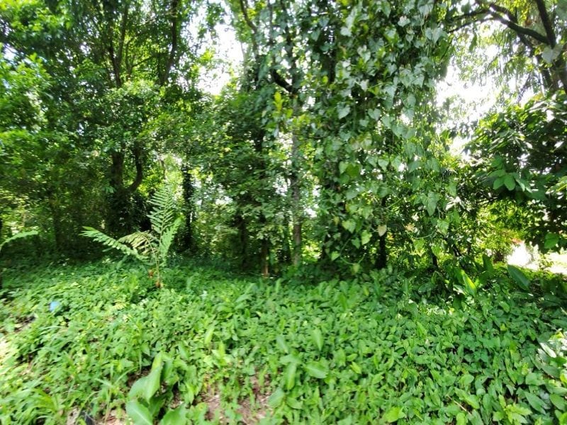Vendo Terreno Grande en Mazatenango Ideal Desarrollo — Terreno en Venta en Mazatenango, Suchitepéquez — foto 4 de 9