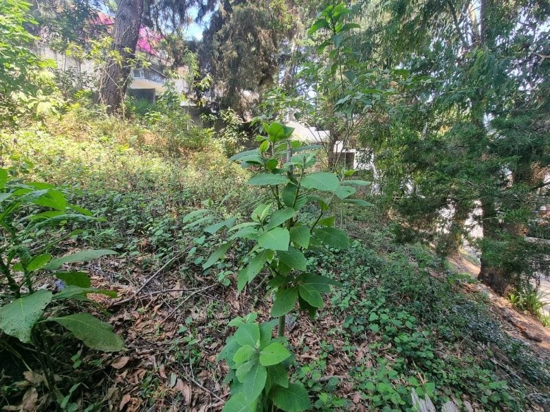 TERRENO EN VENTA SANTA ROSALIA KM 12 CES — Terreno en Venta en Santa Rosalia La Laguna, Carretera a El Salvador, Guatemala, Ciudad — foto 3 de 4