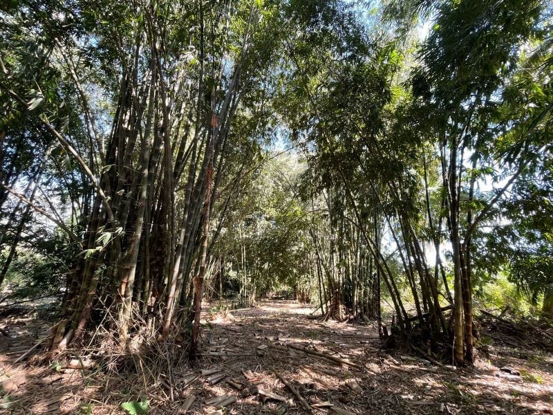 VENDO TERRENO CON PRODUCCION DE BAMBÚ EN PUERTO SAN JOSE — Terreno en Venta en Puerto San José, Escuintla — foto 6 de 13