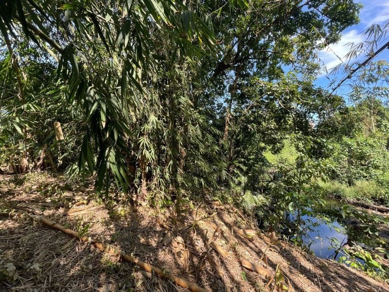 VENDO TERRENO CON PRODUCCION DE BAMBÚ EN PUERTO SAN JOSE — Terreno en Venta en Puerto San José, Escuintla — foto 12 de 13