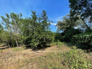 VENDO TERRENO CON PRODUCCION DE BAMBÚ EN PUERTO SAN JOSE — Terreno en Venta en Puerto San José, Escuintla — miniatura 2 de 13