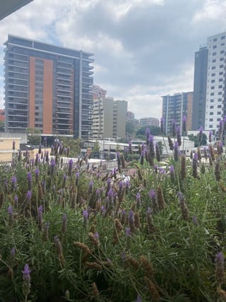 APARTAMENTO EN VENTA EN ZONA 14 — Apartamento en Venta en Casa Alta, Zona 14, Guatemala, Ciudad — miniatura 1 de 4