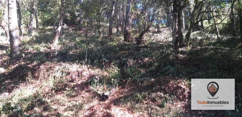 Terreno en Venta en El Encinal Tronco 10 - 3