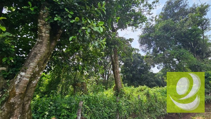 TERRENO DE 2 MANZANAS EN VENTA SANTA ELENA BARILLAS - 3