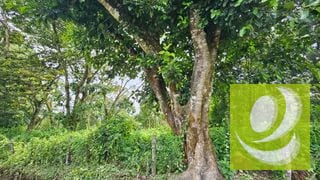 TERRENO DE 2 MANZANAS EN VENTA SANTA ELENA BARILLAS — Terreno en Venta en Santa Elena Barillas, Guatemala, Ciudad — miniatura 2 de 5