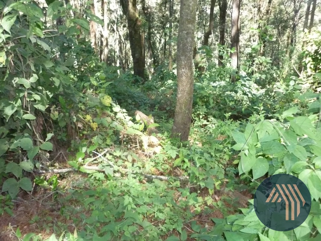 VENTA DE AMPLIO TERRENO - PIEDRA PARADA, SANTA CAT. PINULA - 6