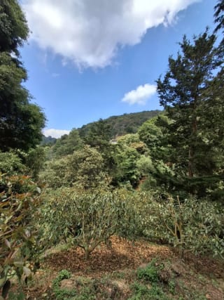 𝐄𝐍 𝐕𝐄𝐍𝐓𝐀 𝐆𝐑𝐀𝐍𝐉𝐀 𝐃𝐄 𝐀𝐆𝐔𝐀𝐂𝐀𝐓𝐄 𝐇𝐀𝐒𝐒 — Terreno en Venta en Santiago Sacatepéquez, Sacatepéquez — miniatura 7 de 9