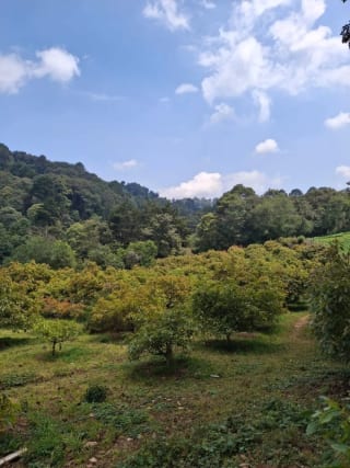 𝐄𝐍 𝐕𝐄𝐍𝐓𝐀 𝐆𝐑𝐀𝐍𝐉𝐀 𝐃𝐄 𝐀𝐆𝐔𝐀𝐂𝐀𝐓𝐄 𝐇𝐀𝐒𝐒 — Terreno en Venta en Santiago Sacatepéquez, Sacatepéquez — miniatura 6 de 9