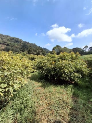 𝐄𝐍 𝐕𝐄𝐍𝐓𝐀 𝐆𝐑𝐀𝐍𝐉𝐀 𝐃𝐄 𝐀𝐆𝐔𝐀𝐂𝐀𝐓𝐄 𝐇𝐀𝐒𝐒 — Terreno en Venta en Santiago Sacatepéquez, Sacatepéquez — miniatura 5 de 9