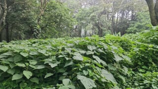 Terreno en venta en Premier Campestre km 23 carretera a El Salvador — Terreno en Venta en Carretera a El Salvador, Guatemala, Ciudad — miniatura 7 de 7