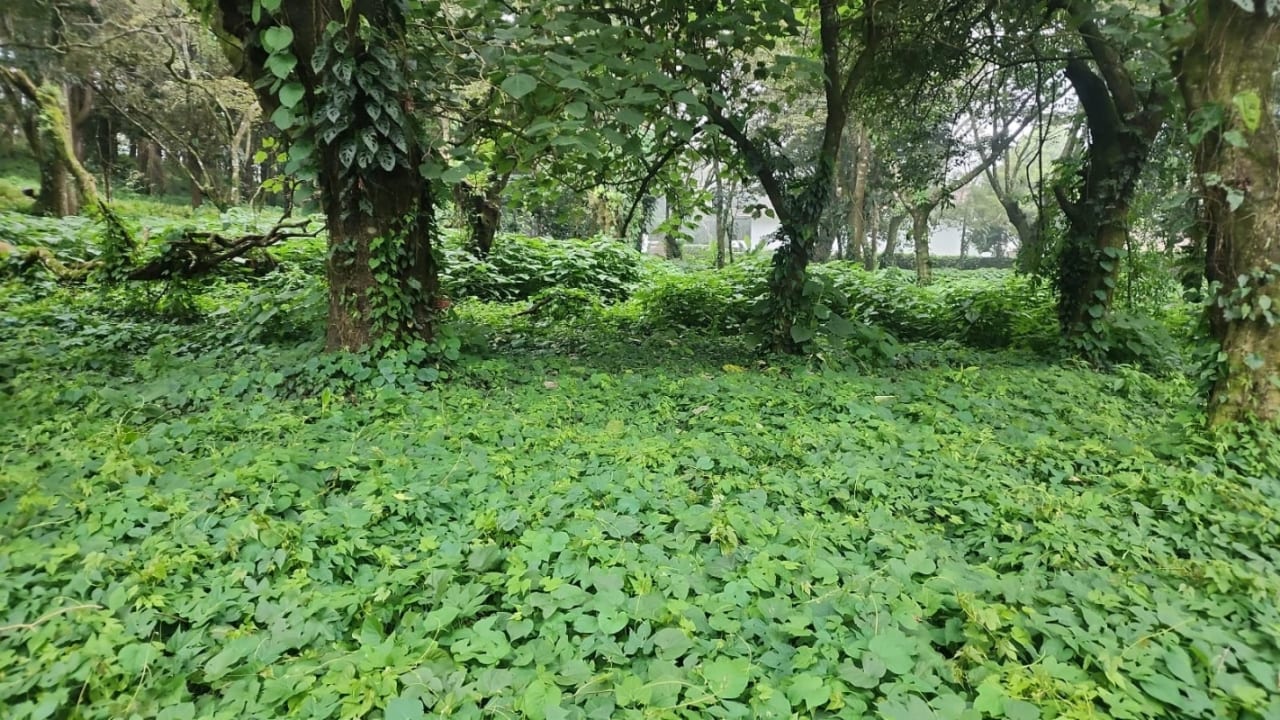 Terreno en venta en Premier Campestre km 23 carretera a El Salvador — Terreno en Venta en Carretera a El Salvador, Guatemala, Ciudad — foto 5 de 7