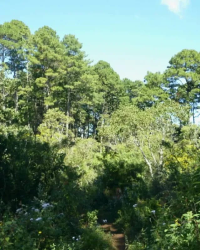 TERRENO DE 7 MANZANAS EN VENTA PIEDRA PARADA, SANTA CATARINA PINULA — Terreno en Venta en Santa Catarina Pinula, Guatemala, Ciudad — foto 1 de 10