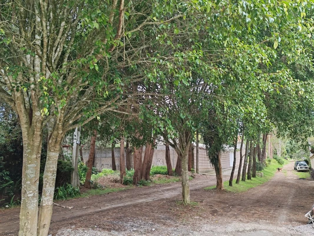 TERRENO EN VENTA SANTA AMELIA SANTIAGO SACATEPÉQUEZ — Terreno en Venta en Santa Amelia, San Lucas Sacatepéquez, Sacatepéquez — foto 5 de 9