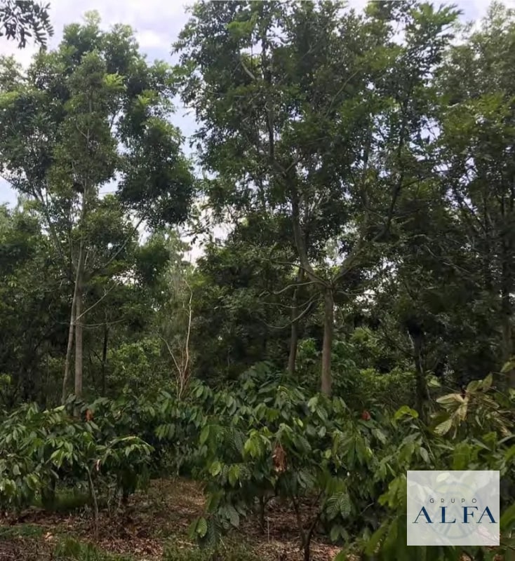 FINCA DE MADERA EN VENTA- BOSQUE CERTIFICADO DE ALTO VALOR - 6