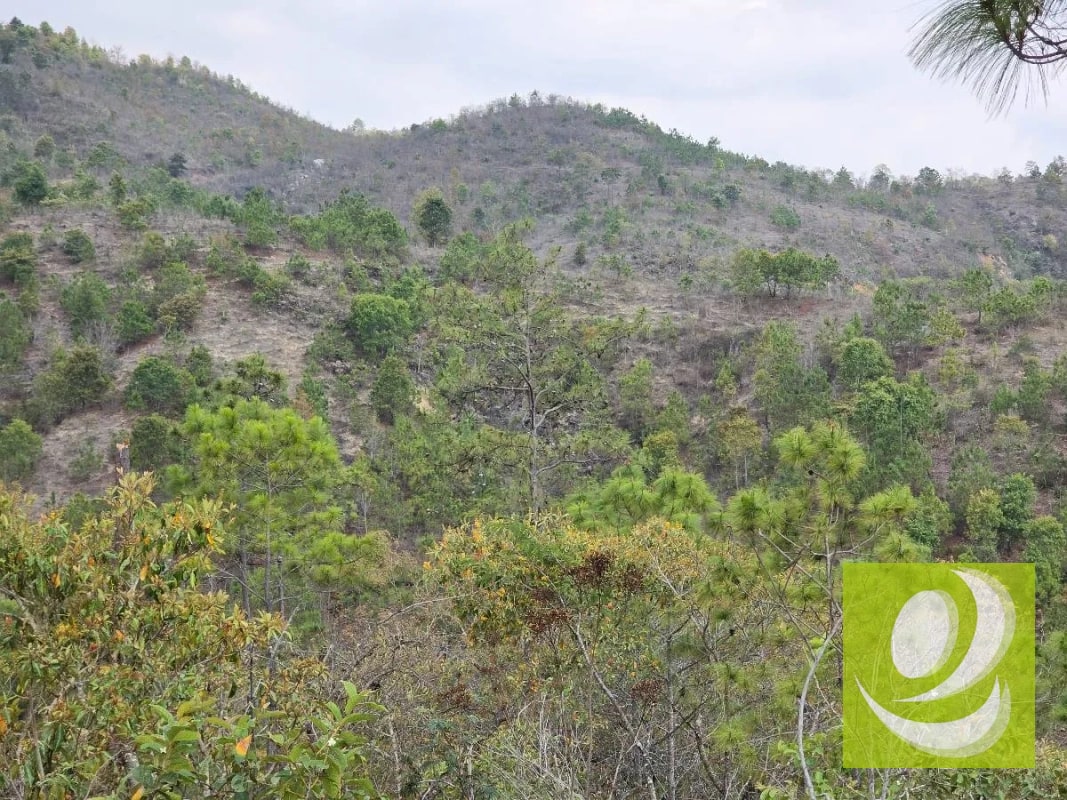 FINCA EN VENTA EN SAN RAYMUNDO - 4