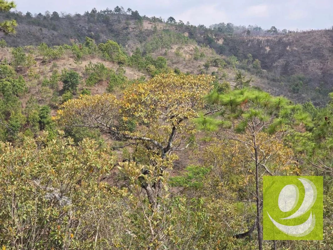 FINCA EN VENTA EN SAN RAYMUNDO - 5