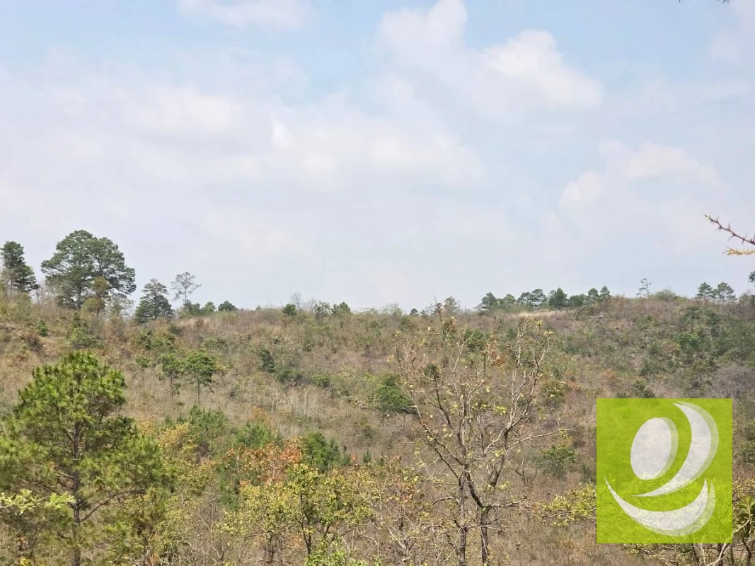 FINCA EN VENTA EN SAN RAYMUNDO - 6