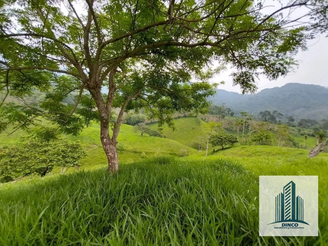 Vendo Finca en Chicacao, Suchitepequez - 5