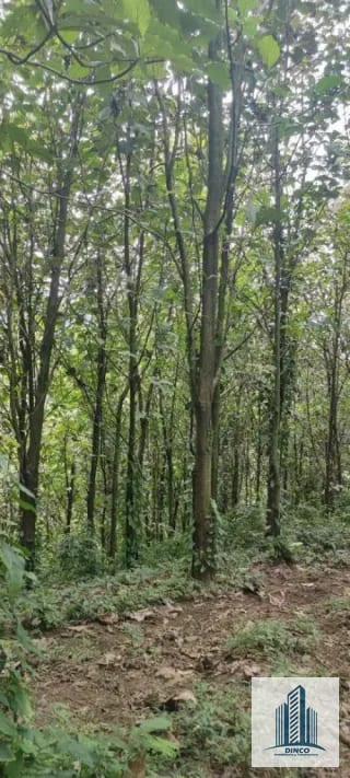 Vendo Finca en Chicacao, Suchitepequez — Finca en Venta en Mazatenango, Suchitepéquez — miniatura 5 de 6