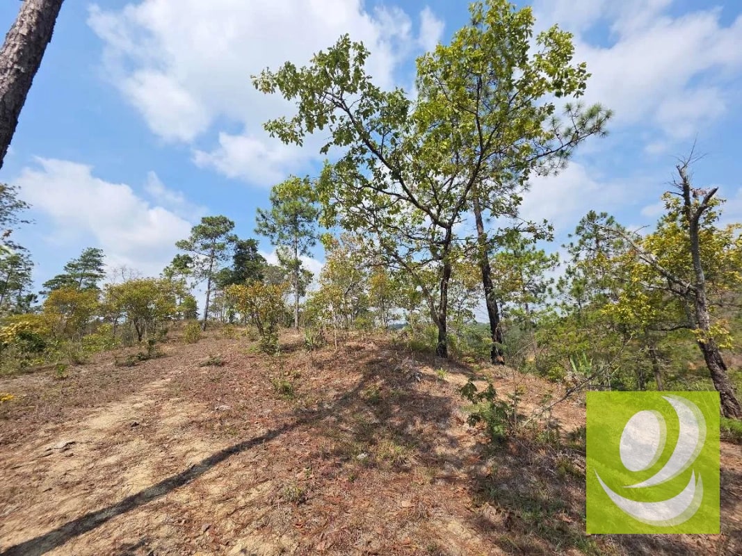 FINCA DE 300 MANZANAS EN VENTA EN SAN RAYMUNDO - 7