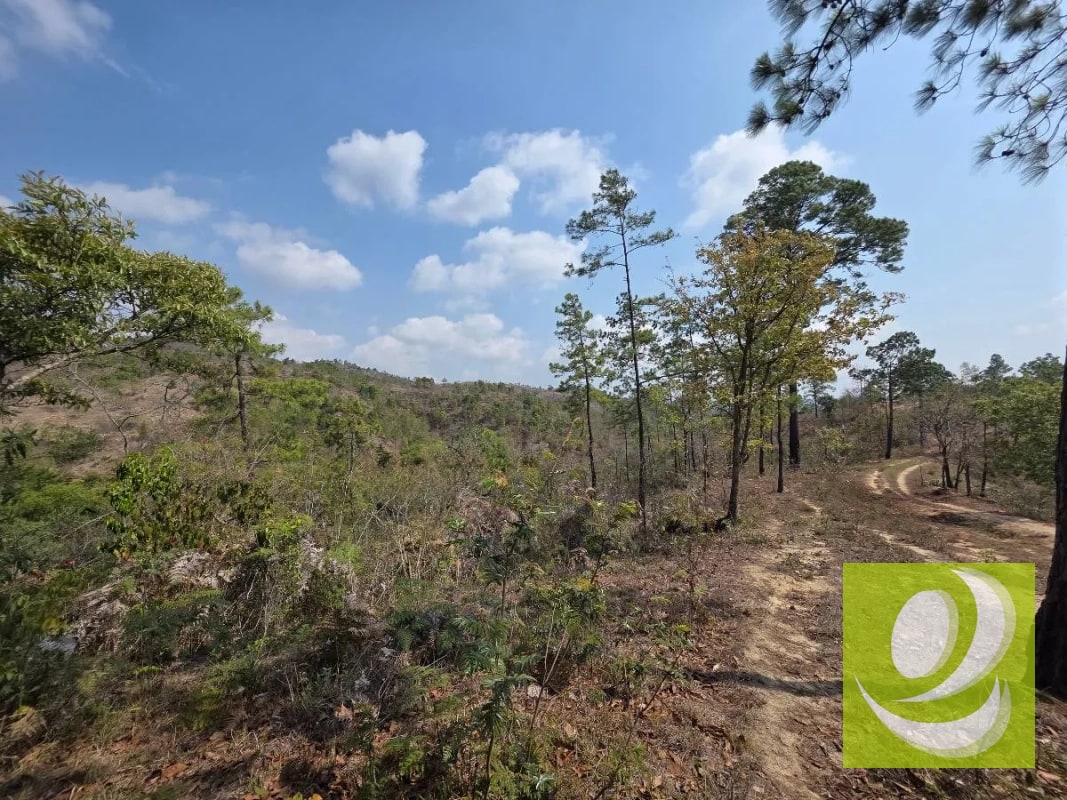 FINCA DE 300 MANZANAS EN VENTA EN SAN RAYMUNDO - 6