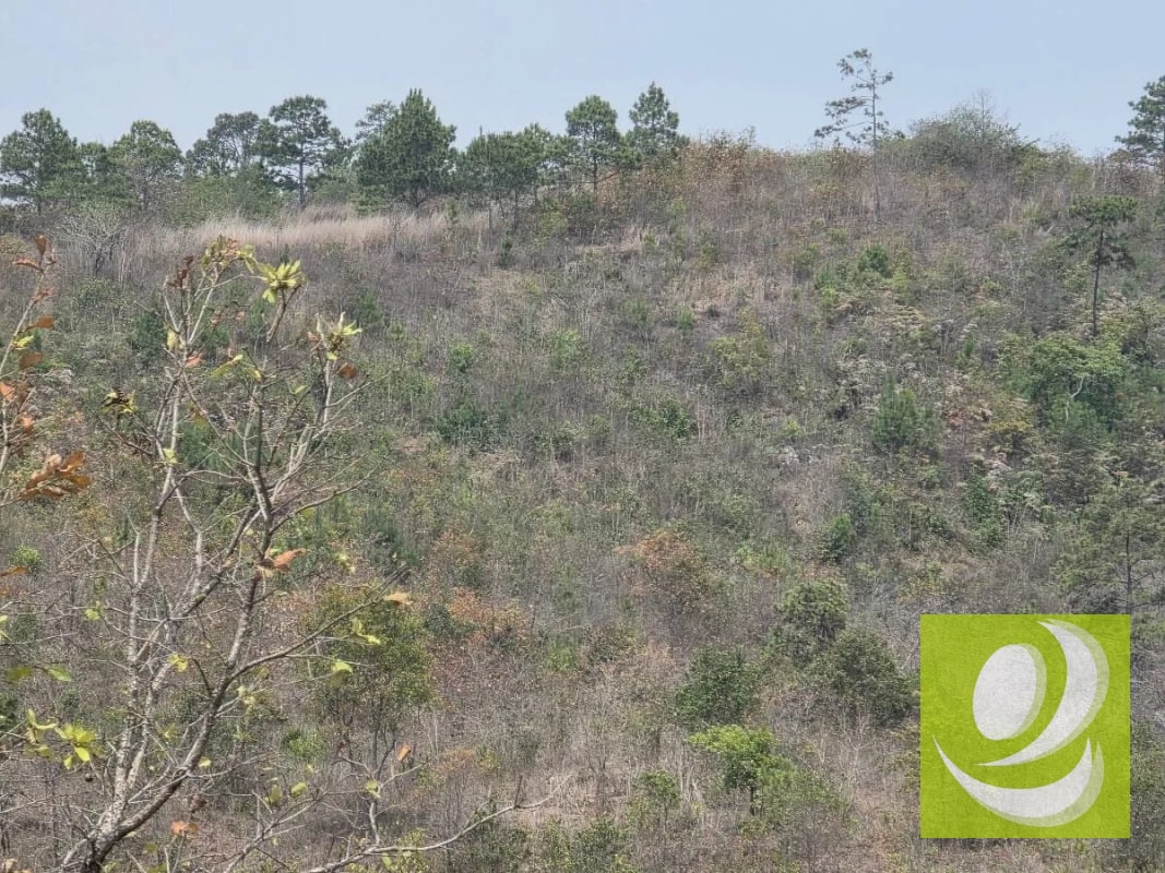 FINCA DE 300 MANZANAS EN VENTA EN SAN RAYMUNDO - 4