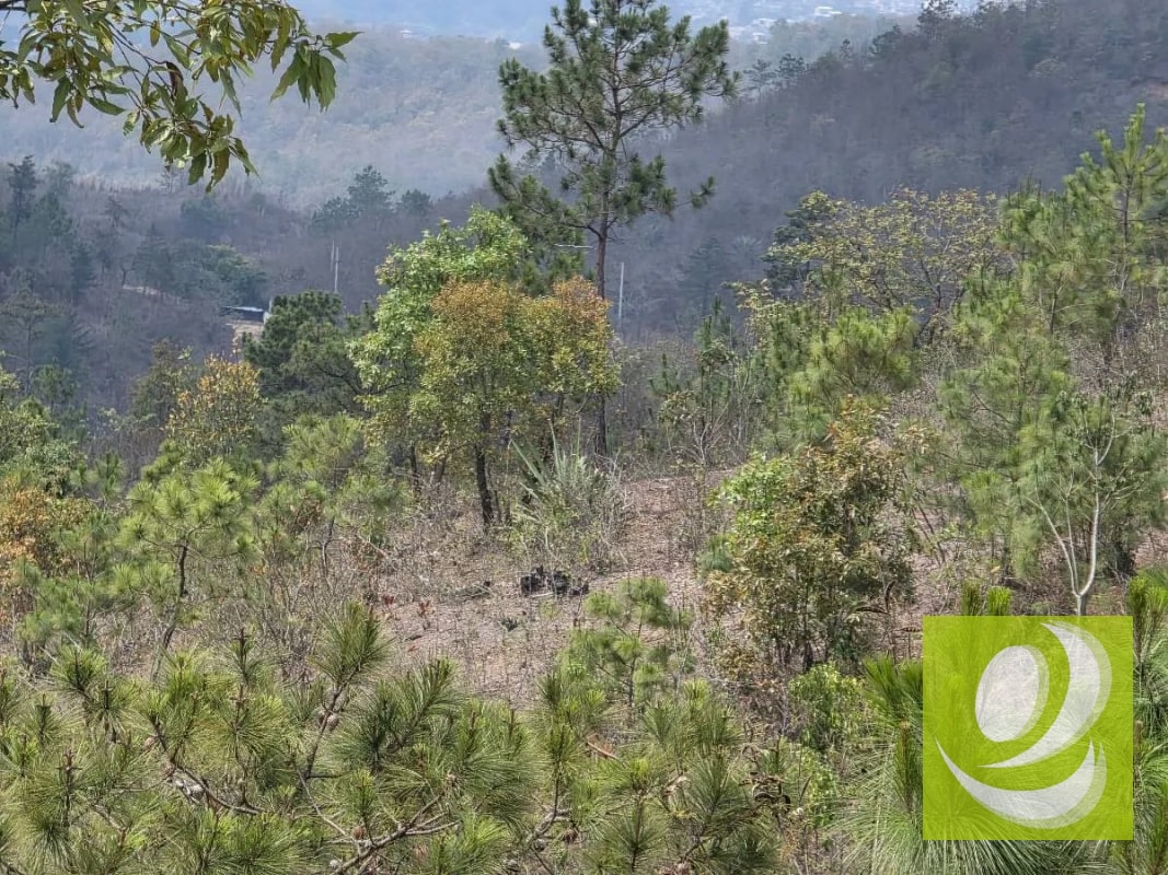 FINCA DE 300 MANZANAS EN VENTA EN SAN RAYMUNDO - 3