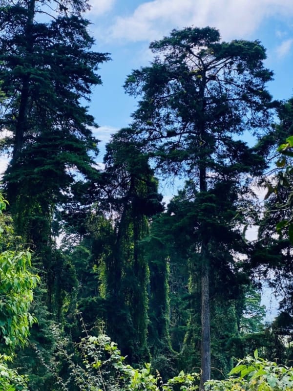 TERRENO SAN ISIDRO Z16~ 2.2 MANZANAS DE TERRENO IDEAL DESARROLLADORES 22,393 VRS2 $100 VR, CERCA DE UNIVERSIDADES, COLEGIOS, GOLF , RESTAURANTES $2.239,300 — Terreno en Venta en Zona 16, Guatemala, Ciudad — foto 2 de 2