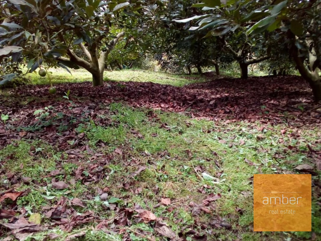 Granja de aguacate, en Chimaltenango - 4