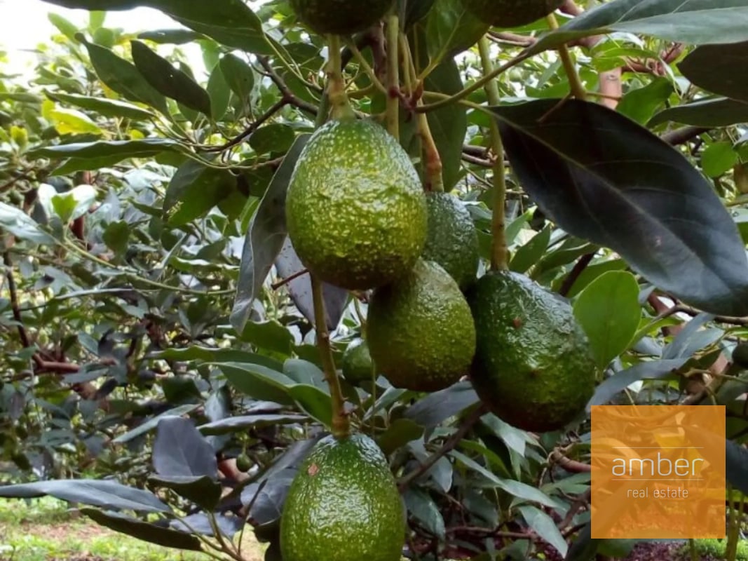 Granja de aguacate, en Chimaltenango - 2