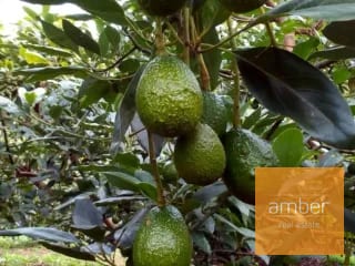 Granja de aguacate, en Chimaltenango — Terreno en Venta en Patzún, Chimaltenango — miniatura 3 de 5