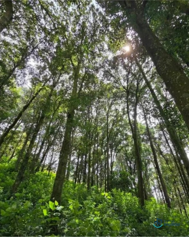 TERRENOS EN VENTA- Encinos de Tecpán - 2