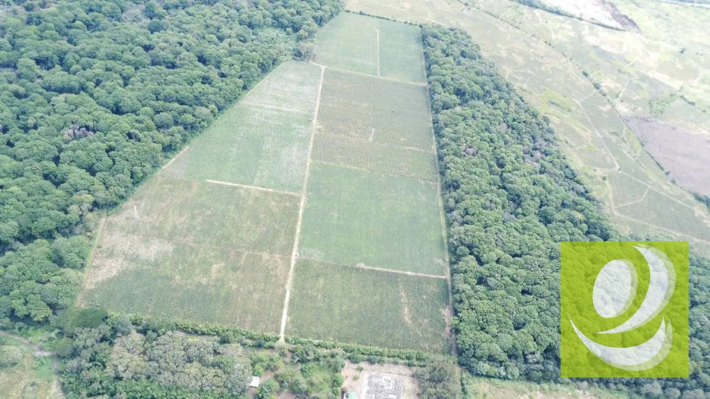 Finca de 20 Manzanas Planas en Venta en CAES Jocotillo - 8