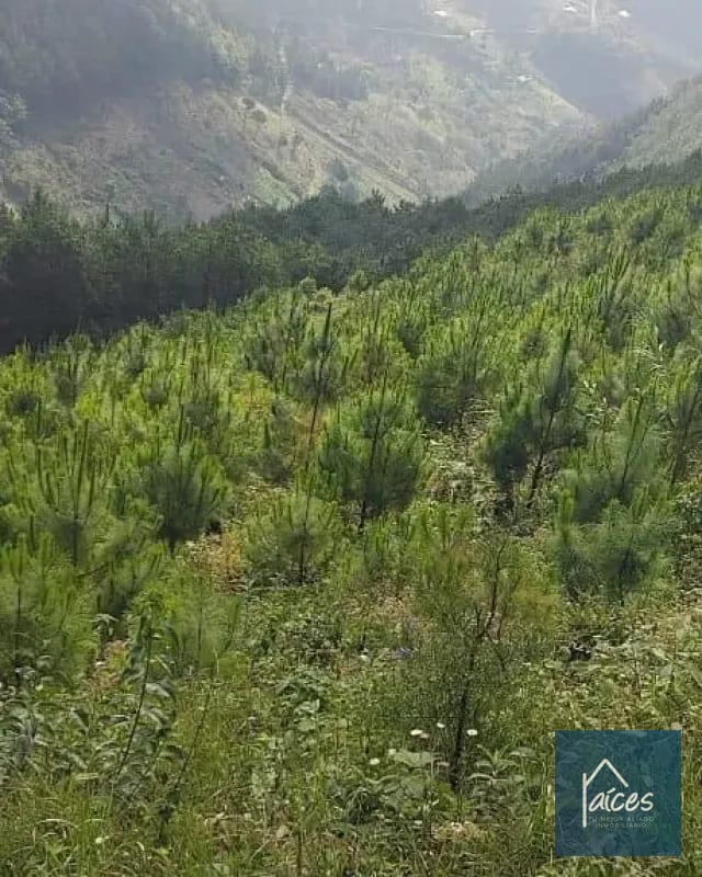 FINCA PLATANAR. Potencial hídrico, madera, cultivo cardamomo y café. — Finca en Venta en Tactic, Alta Verapaz — foto 6 de 7