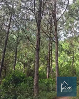 FINCA PLATANAR. Potencial hídrico, madera, cultivo cardamomo y café. — Finca en Venta en Tactic, Alta Verapaz — miniatura 4 de 7