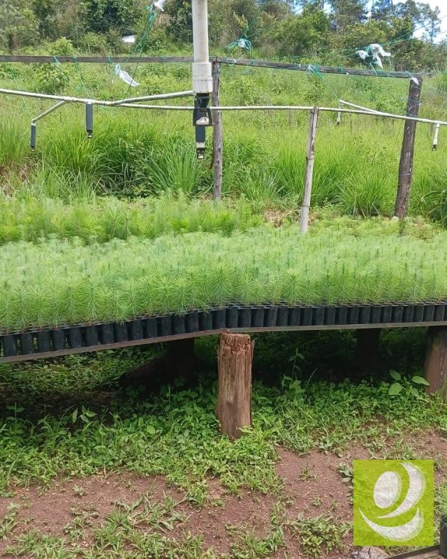 Finca en Venta de 300 Manzanas en San Raymundo - 6