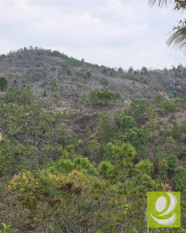 Finca en Venta de 300 Manzanas en San Raymundo - 2