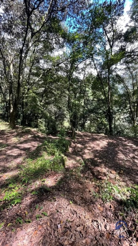 11 manzanas de terreno en venta entre El Encinal y San Pedro Sacatepéquez, - 3